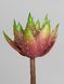 Декоративный суккулент агава J-8, бордовый, диаметр 10 см Р10006 фото 3