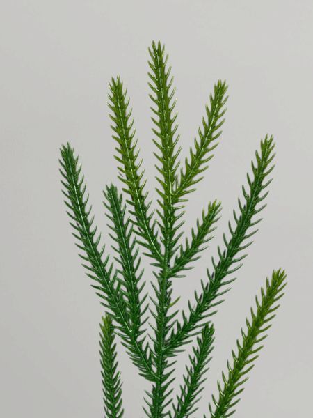 Искусственная хвойная ветка Araucaria с салатовыми кончиками, зеленый, 37 см Н03034 фото
